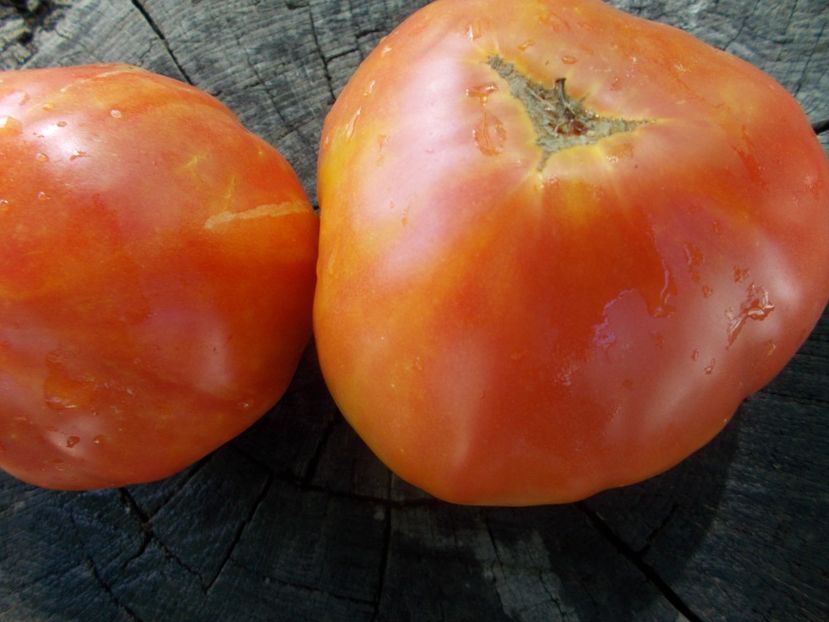  - SEMINTE ROSII - T 919 EVA S AMISH STRIPE