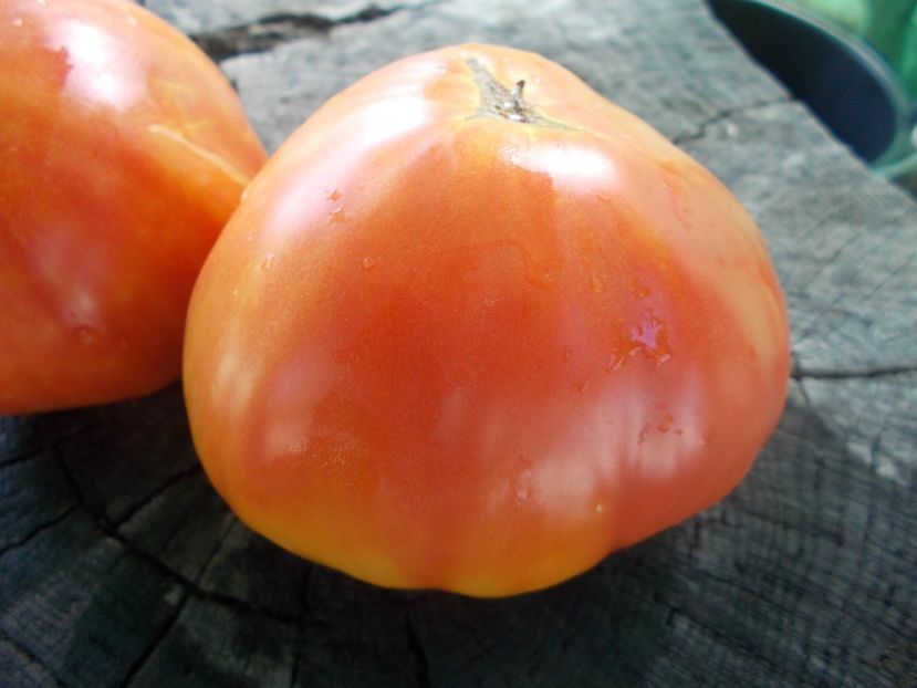  - SEMINTE ROSII - T 919 EVA S AMISH STRIPE