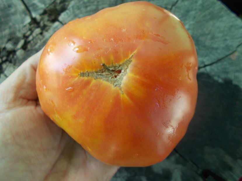  - SEMINTE ROSII - T 919 EVA S AMISH STRIPE