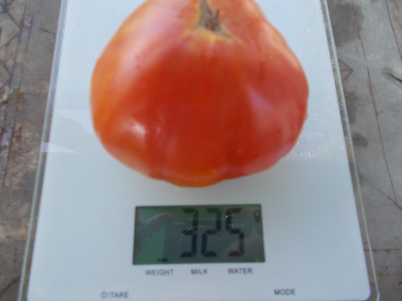  - SEMINTE ROSII - T 919 EVA S AMISH STRIPE