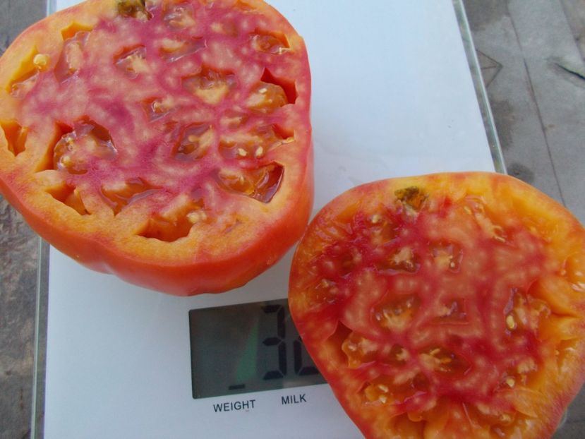  - SEMINTE ROSII - T 919 EVA S AMISH STRIPE