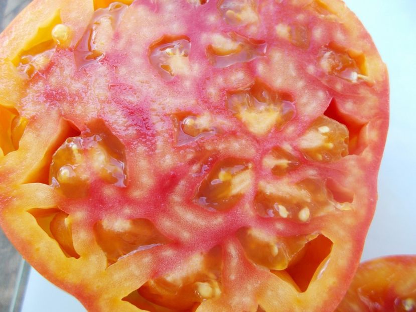  - SEMINTE ROSII - T 919 EVA S AMISH STRIPE