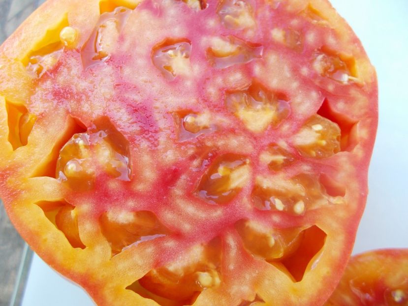  - SEMINTE ROSII - T 919 EVA S AMISH STRIPE