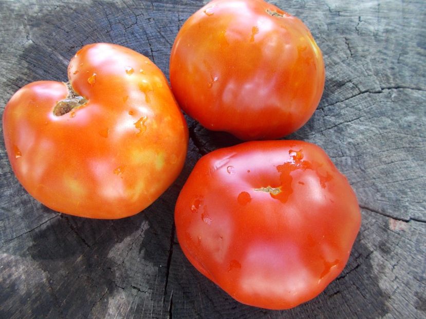  - SEMINTE ROSII - T 1008 GRASA DE TELEORMAN Che