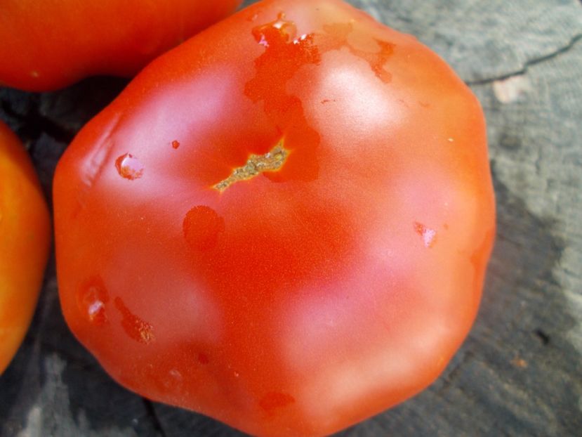  - SEMINTE ROSII - T 1008 GRASA DE TELEORMAN Che