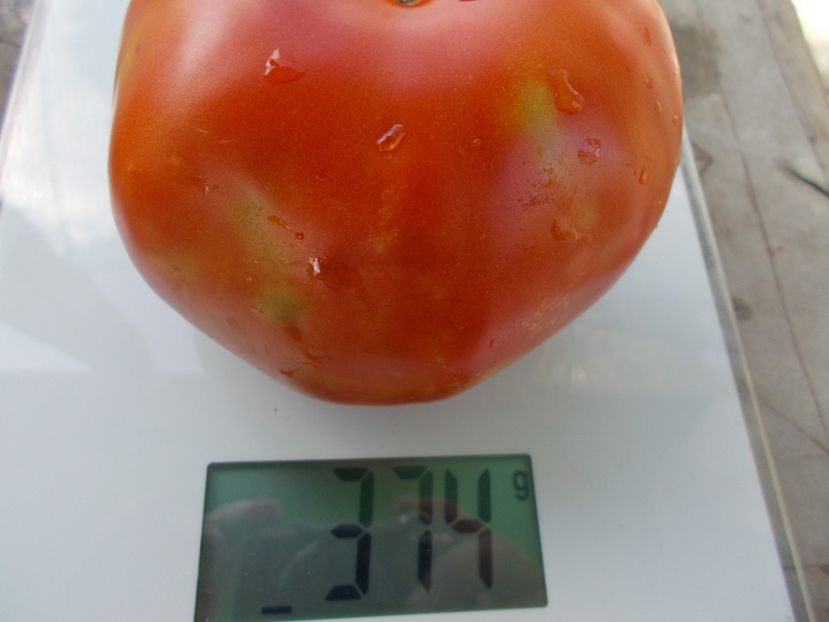  - SEMINTE ROSII - T 1008 GRASA DE TELEORMAN Che