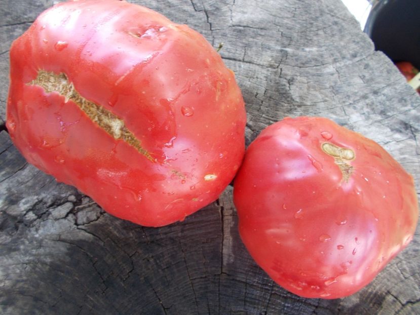  - SEMINTE ROSII - T 924 SLANKARD S