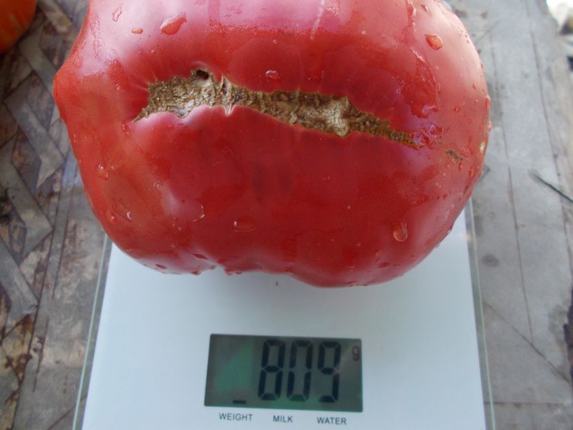  - SEMINTE ROSII - T 924 SLANKARD S