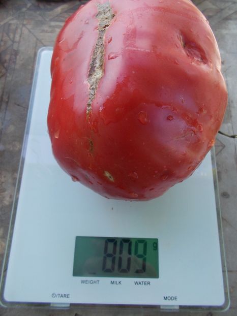  - SEMINTE ROSII - T 924 SLANKARD S