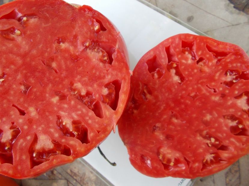  - SEMINTE ROSII - T 924 SLANKARD S