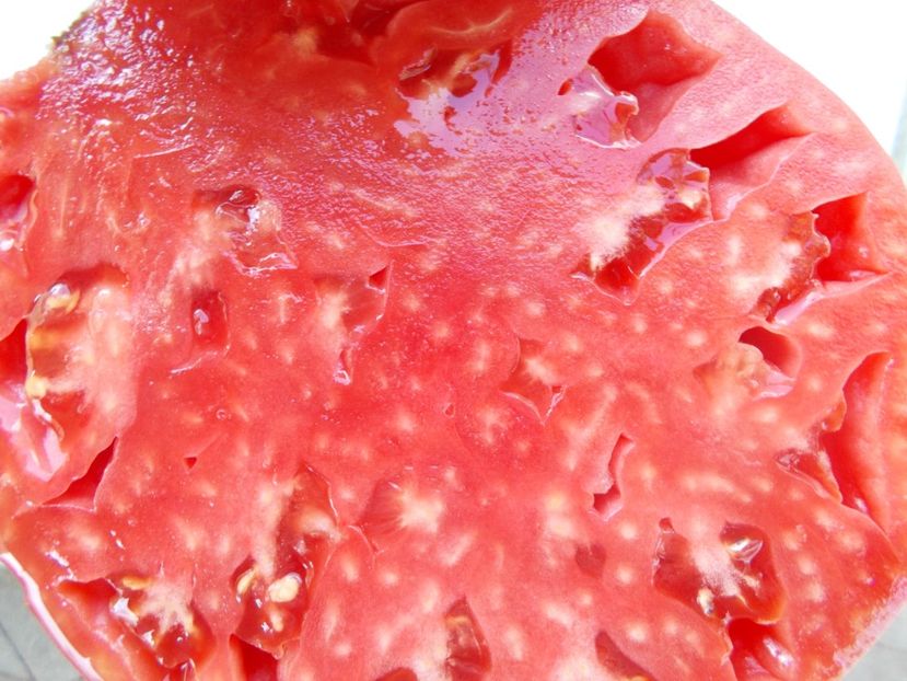  - SEMINTE ROSII - T 924 SLANKARD S