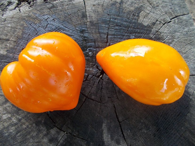  - SEMINTE ROSII - T 918 NIGHT CANDLE