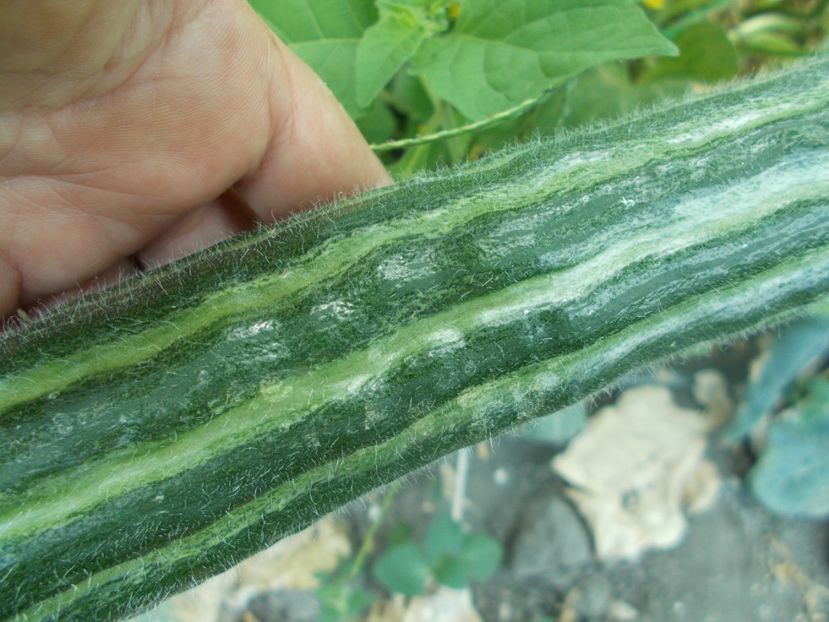  - SEMINTE CASTRAVETE - D 224 STRIPED ARMENIAN CUCUMBER