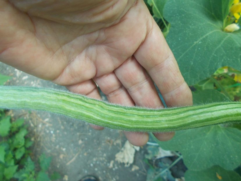  - SEMINTE CASTRAVETE - D 224 STRIPED ARMENIAN CUCUMBER