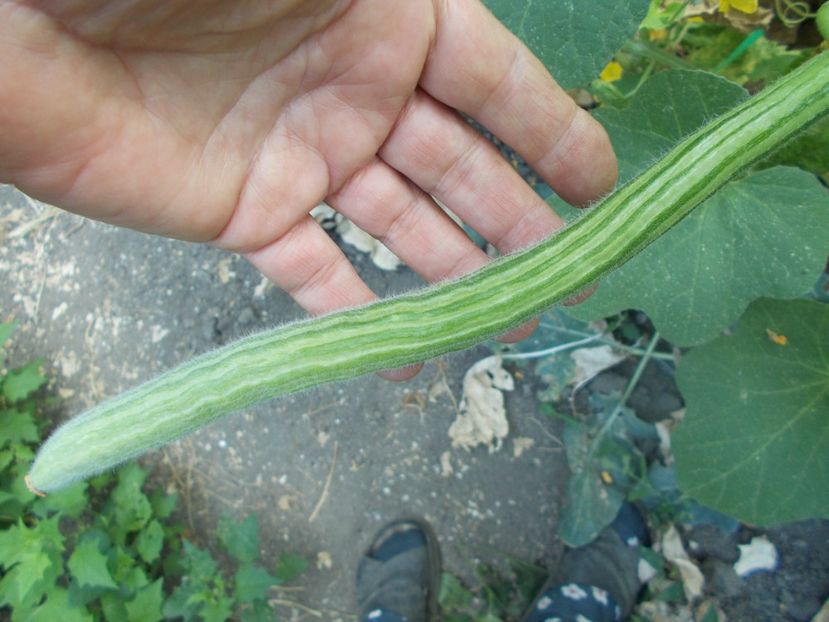  - SEMINTE CASTRAVETE - D 224 STRIPED ARMENIAN CUCUMBER