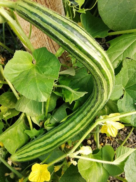  - SEMINTE CASTRAVETE - D 224 STRIPED ARMENIAN CUCUMBER