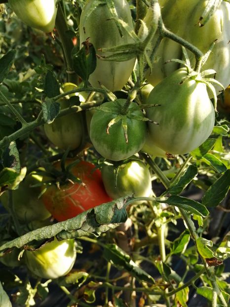  - SEMINTE ROSII - T 838 ITALIAN STALLION