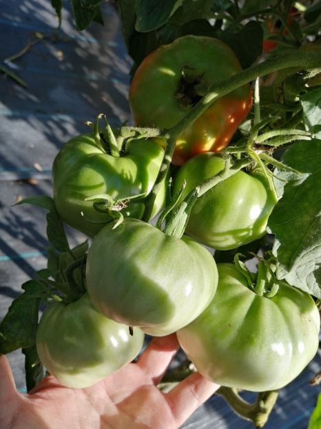  - SEMINTE ROSII - T 1008 GRASA DE TELEORMAN Che