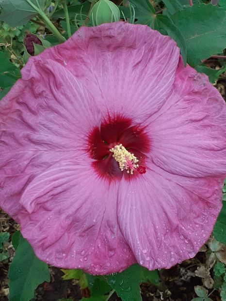  - Hibiscus Moscheutos