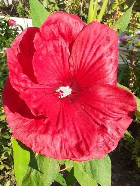  - Hibiscus Moscheutos