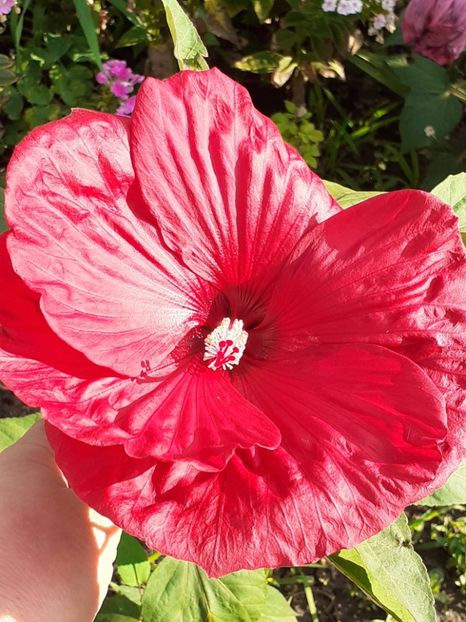  - Hibiscus Moscheutos