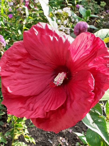  - Hibiscus Moscheutos