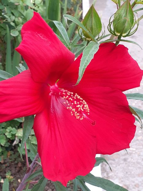  - Hibiscus Moscheutos