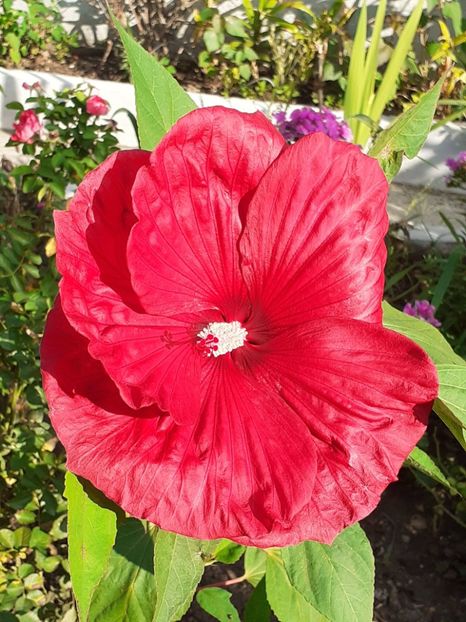  - Hibiscus Moscheutos