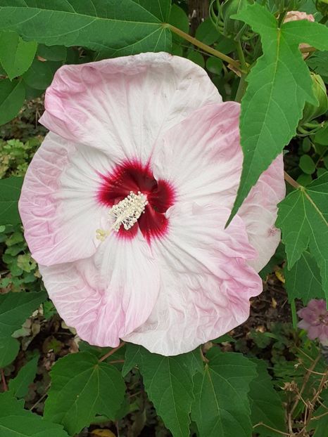  - Hibiscus Moscheutos