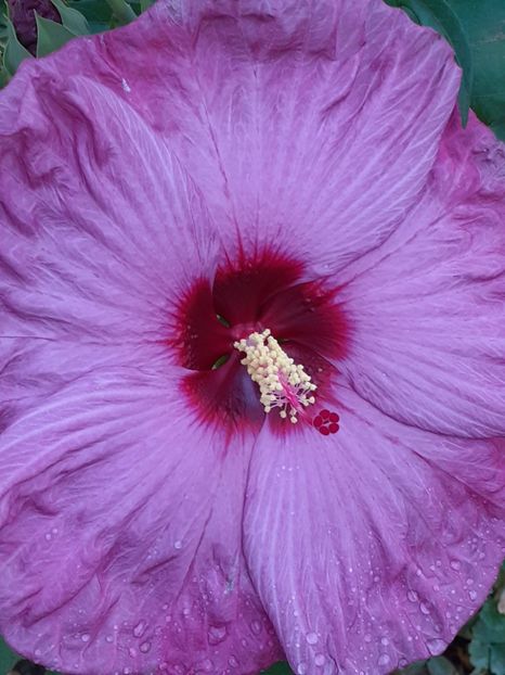  - Hibiscus Moscheutos