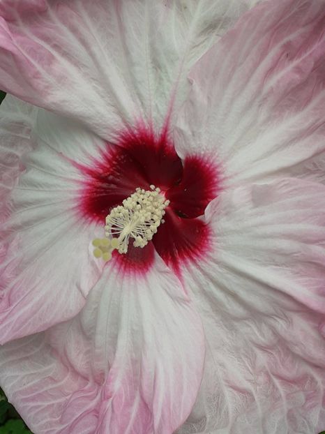  - Hibiscus Moscheutos