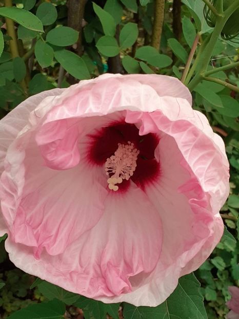  - Hibiscus Moscheutos