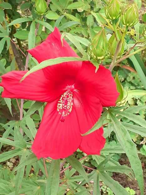  - Hibiscus Moscheutos