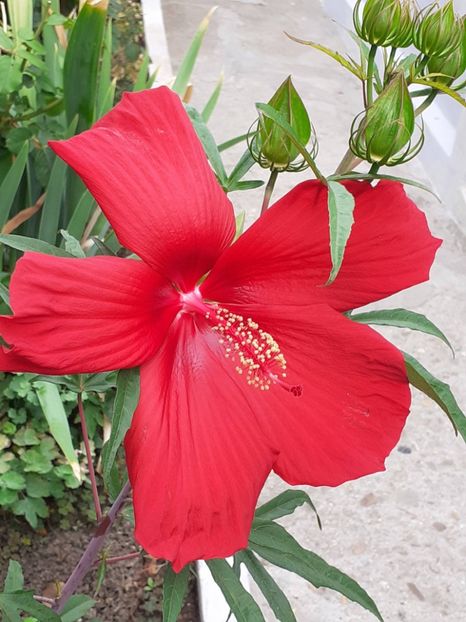  - Hibiscus Moscheutos