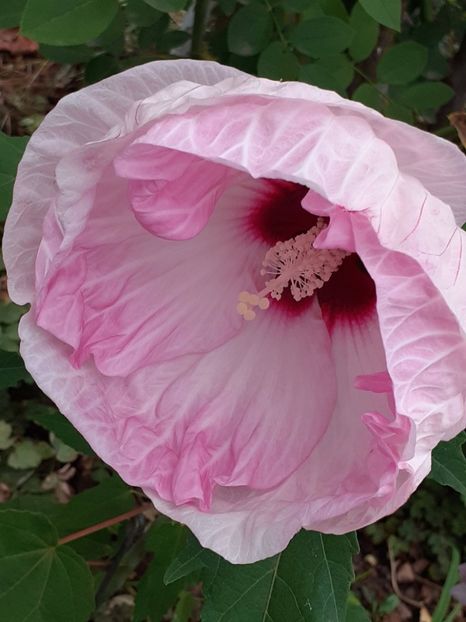  - Hibiscus Moscheutos