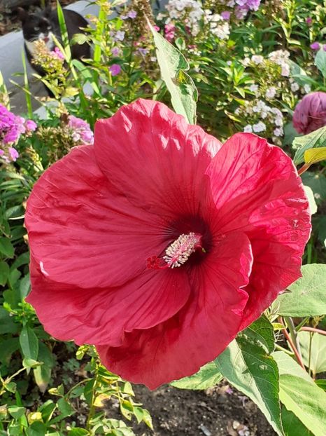  - HIBISCUS MOSCHETUOS