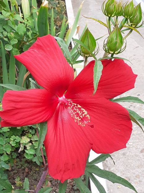  - Hibiscus Moscheutos