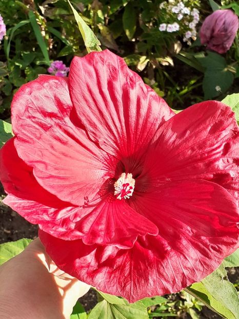  - Hibiscus Moscheutos