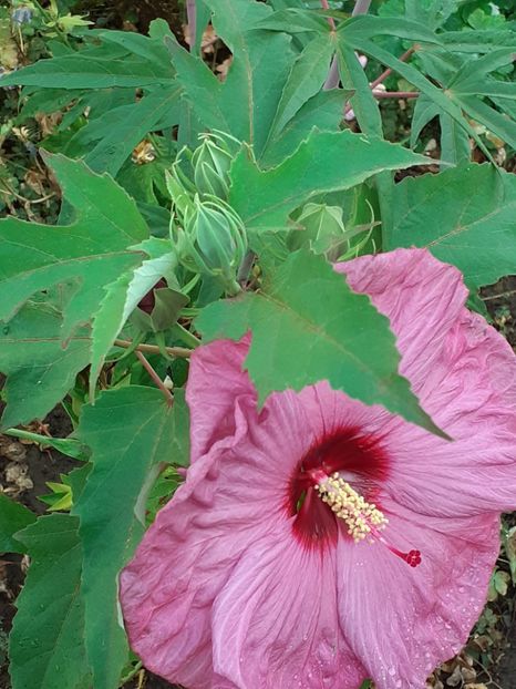  - Hibiscus Moscheutos