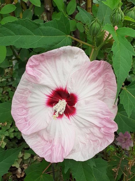  - Hibiscus Moscheutos