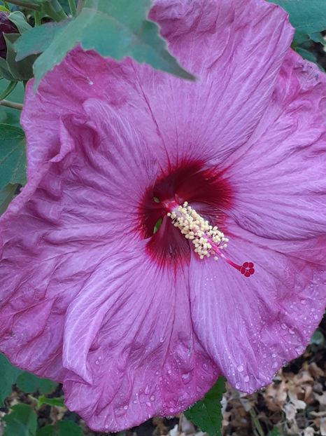  - Hibiscus Moscheutos