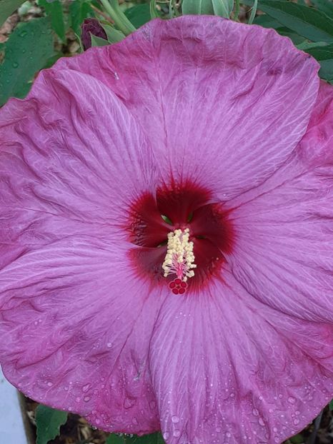  - Hibiscus Moscheutos