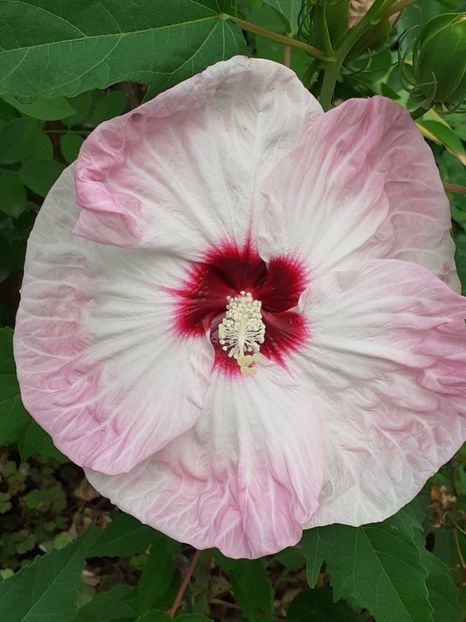  - Hibiscus Moscheutos