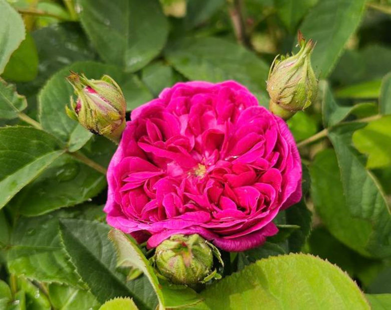 Rose de Rescht (tufa) Damasc 50 - Toamna 2025