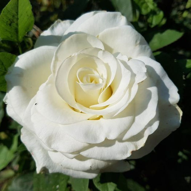 White Chocolate (tufa) 50 - Toamna 2025