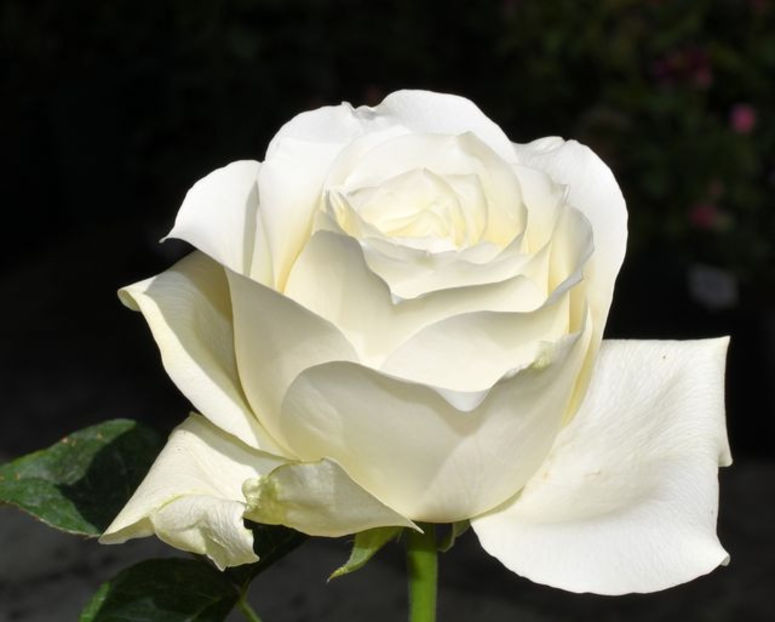 White Chocolate (tufa) 50 - Album