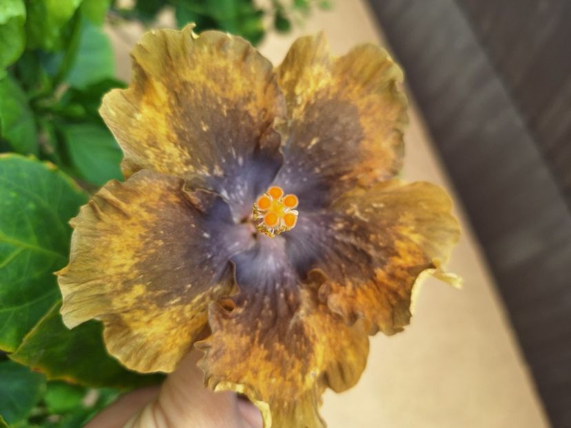  - Hibi Bo Den Beethoven Squared