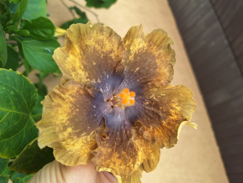  - Hibi Bo Den Beethoven Squared