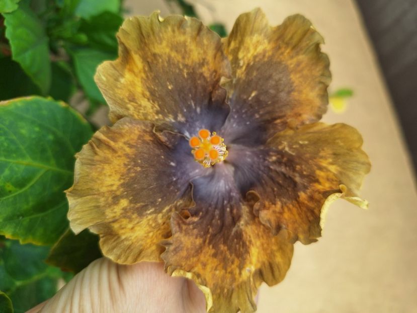  - Hibi Bo Den Beethoven Squared