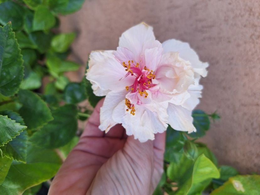  - Hibi White Pride of Hankins